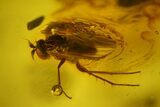 Detailed Fossil Winged Aphid and Two Flies in Baltic Amber #163468-3